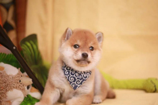 柴犬成功代替哈士奇成為狗界頂流，為啥柴犬可以這麼紅？