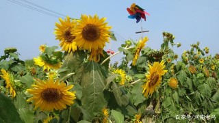 焦作示範區新增1家國家3A級旅遊景區，以葵花、油菜花出名