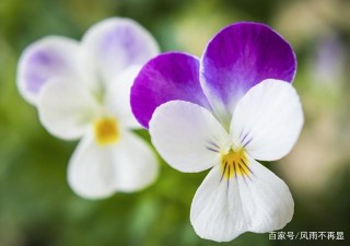 恭喜3星座，1月中旬桃花運全面出擊，月老撮合，邂逅新歡，有你嗎