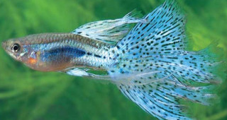 能生小魚的觀賞魚種類