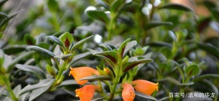 此木本植物，比綠蘿還好養，花似紅燈籠，常年開花，還可盆栽觀賞