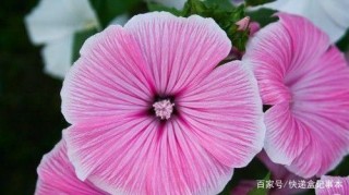 9月份內，與舊愛和平相處，永遠相愛，四個星座陪伴你一生