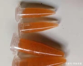 使用豐年蝦或者魚蟲，投喂觀賞魚的魚苗，哪個效果會更好呢？