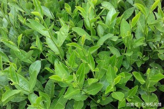 杭州被稱為茶都，關於茶的文化全匯集在茶葉博物館，來此不能不看