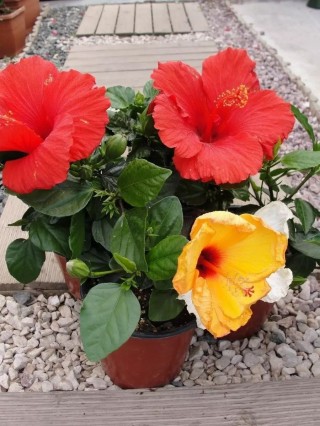 把這7種花卉帶回家裡養，一年365天都可以坐著賞花了