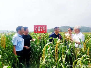 國家谷子高粱產業技術體系首席科學家刁現明蒞臨沁州黃谷子試驗田