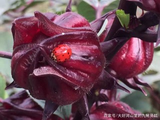 它像玫瑰，富含營養，有藥用和經濟價值，是不折不扣