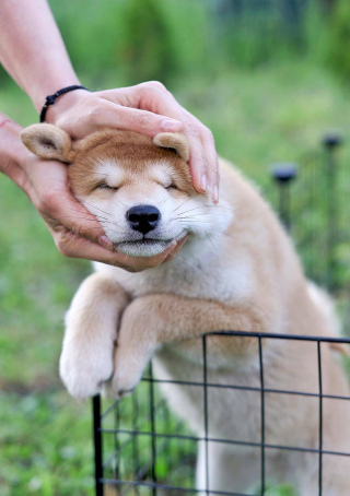 柴犬的智商怎麼樣？柴犬訓練起來麻煩嗎？