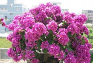 陽台盆栽三角梅，管理滿足''4個要點''，花朵呼呼竄滿枝頭
