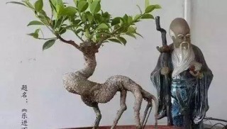 小榕樹盆景怎麼弄造型？修剪成什麼樣子最合適