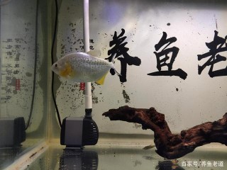 養魚購買沉木入缸後，可能遭遇下列麻煩事，我們如何去解決？
