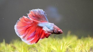 溫度計，魚缸不可缺少的小物件。用好溫度計，養出健康的觀賞魚