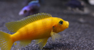 小型觀賞魚圖片和名字
