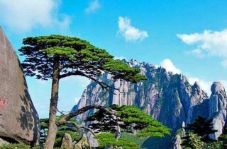 我國最貴的3棵樹，一顆配有警衛24小時守護，一顆成立管理局保護