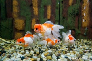養魚：如何買到健康的觀賞魚？教你五招挑魚法則，別