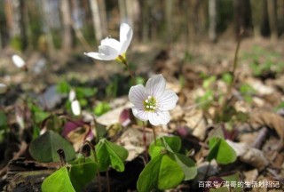 八月桃花運開張，四星座與真愛不期遇，脫單的時候到了