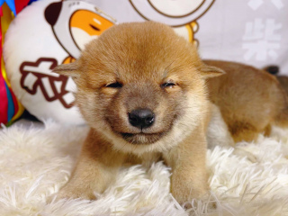 柴犬價格多少？最便宜的柴犬多少錢？