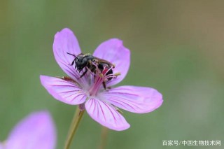 《當代生物學》：首張全球蜜蜂類昆蟲多樣性分布圖問世