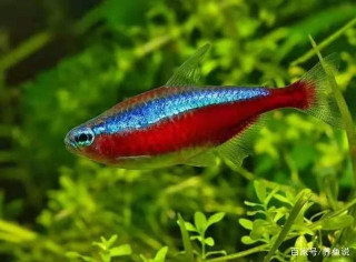 觀賞魚如何安全混養？怎麼避免魚缸裏的魚打架？秘密藏在這裏
