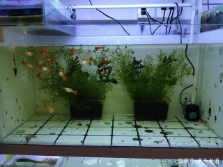 任何觀賞魚入缸後首先都會內鬥，所以魚缸裏的魚，才會莫名消失
