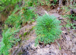 鄉下一植物，長在山坡上，挖回家能當盆栽養