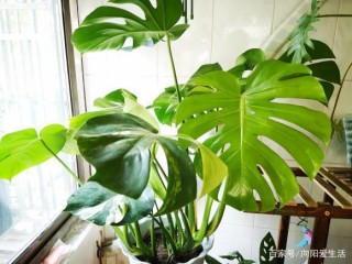 家庭養綠植不能亂買，根據實際情況參考，後期容易養，不至於養死