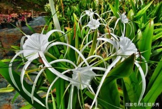 八月中旬的星座裏，桃花在手，喜鵲齊飛，收獲愛情相依