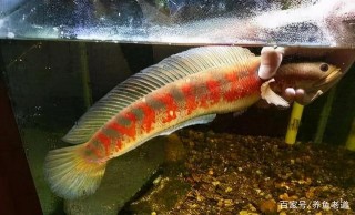 越是飼養脾氣暴躁的大型觀賞魚，越不能食物短缺，尤其是混養