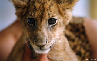 生物學幻想中的“虎獅虎獸”誕生一百天，是歡喜還是打開禁忌