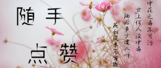 6種花，占地小、開花多，擺在家裡很精緻