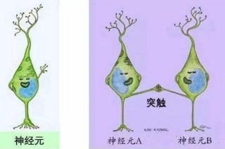 美國神經生物學家：0-5歲是大腦發育的黃金期，家長要用心培養