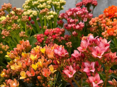 想要長壽花安全度夏早開花？及時做好5件事，一丁點馬虎不得
