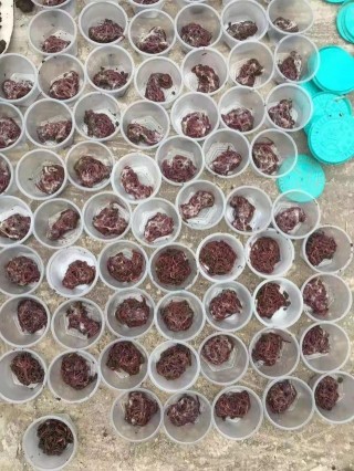 新春走基層｜泗陽來安街道黃銳：養殖小蚯蚓刨出“大財富”