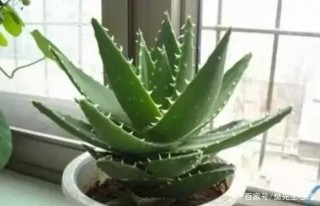 心理測試：選一種你最喜歡的植物盆栽，測出你本月會有什麼好事