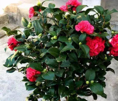 此花耐寒耐熱好養護，開花漂亮又喜慶，花期超長，適合新手