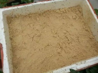 綠蘿發財樹冬天老黃葉，盆里埋點它，隨手一澆，葉綠得發亮！