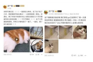注意！又一進口貓糧致貓死亡，寵物食品安全問題已是刻不容緩！