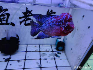 一位魚友對觀賞魚商家，和養魚人的一些看法，說出了很多人的心聲