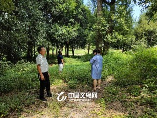 守護美麗城鎮寶貴財富 義烏大陳鎮開展古樹名木救治