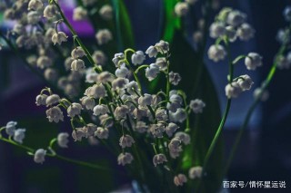 下周，珍惜緣分桃花常伴，真愛降臨，會遇到你的真愛的星座