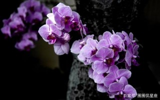 未來十天，桃花迷人眼，舊愛主動找上門，再次重逢在一起的星座！