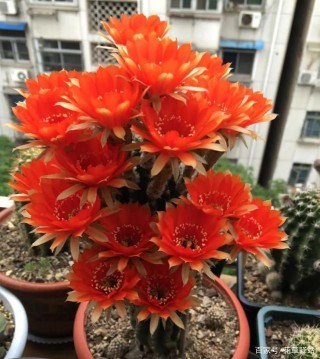 仙人球，另類多肉植物！學會5點小心機，盆栽年年月月長勢良好