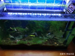 使用各種螺類除藻或者除綠水，也要看具體情況的