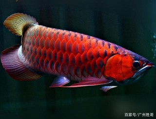 龍魚為什麼受到觀賞魚愛好者喜愛？最早在什麼時候出現？
