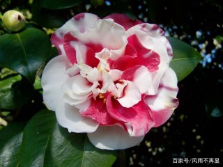 新的一年，紅鸞再現，愛如初衷，鯉魚伴身，吉星入命的3星座！
