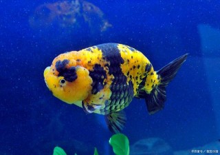 觀賞魚金魚魚苗從平遊（起飛）到滿月，我們怎麼喂養？