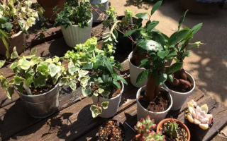 養花高手從來不做這5件事，難怪花花旺盛狀態好，新手都來學學