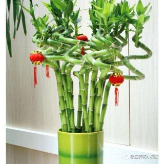 家居養花：給生活帶來財運和幸福，這5種花卉怎麼能少呢？
