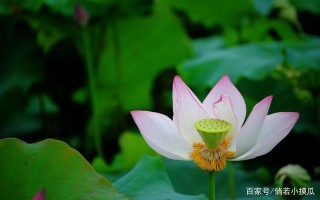 12月，愛情遇彩虹，月老相助，舊愛挽留，三大星座執著再愛一次