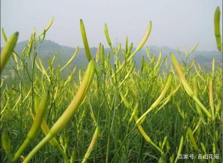 黃花菜的生物學特性及栽培技術